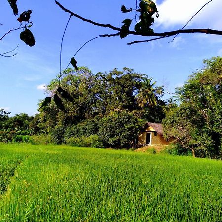 Villa Raintree à Dambulla Extérieur photo
